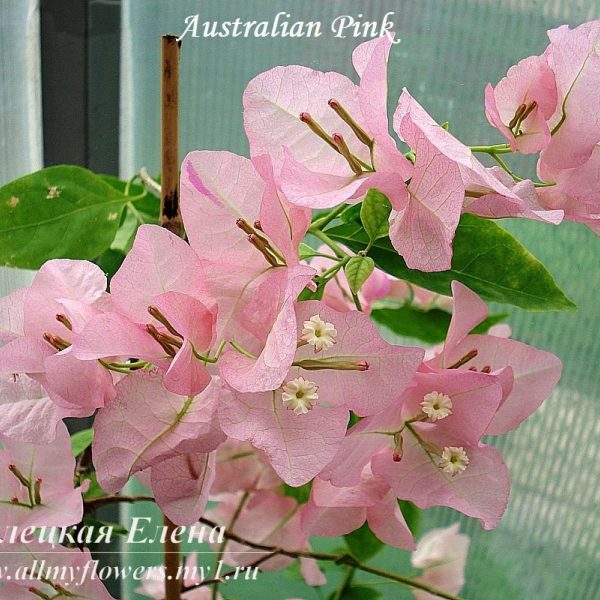 Australian pink бугенвиллия фото